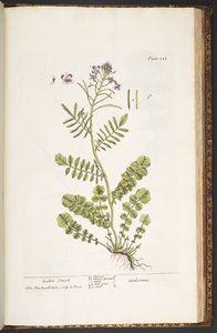 Tavola 223, da 
