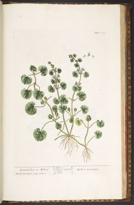 Tavola 225, da 
