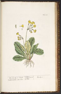 Tavola 226, da 
