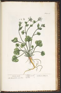 Tavola 227, da 