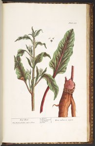 Tavola 235, da 