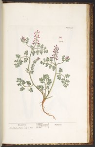 Tavola 237, Fumaria, da 