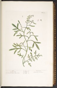 Tavola 23, Crescione, da 