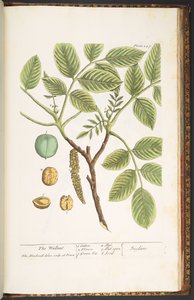 Tavola 247, Il Noce, da 