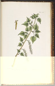 Tavola 248, da 