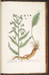 Tavola 249, da 
