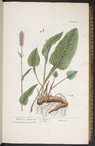 Tavola 254, da 