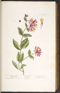 Tavola 25, Caprifoglio, da 