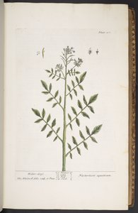 Tavola 260, da 