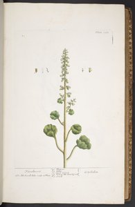 Tavola 263, da 