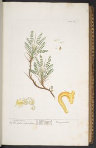 Tavola 264, da 