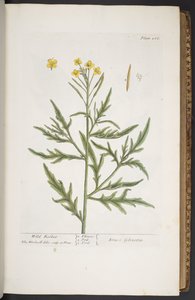 Tavola 266, da 