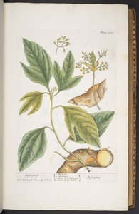 Tavola 267, da 