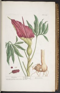 Tavola 269, Draghi, o Dracontium, da 