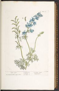 Tavola 26, Speronella, da 