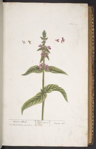 Tavola 273, da 