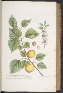 Tavola 281, da 