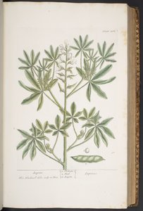 Tavola 282, da 