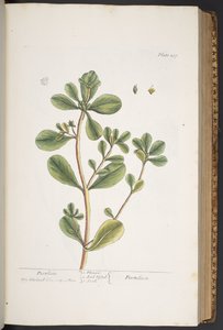 Tavola 287, da 