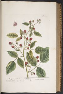Tavola 289, da 