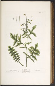 Tavola 28, Senape Selvatica, da 