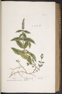 Tavola 290, da 