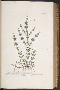 Tavola 303, da 