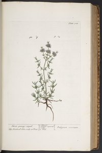 Tavola 304, da 