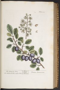 Tavola 305, da 