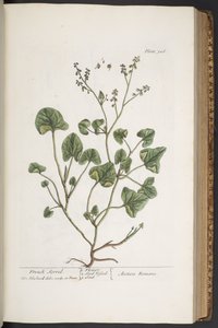 Tavola 306, da 
