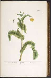 Tavola 30, Cardo Spinoso, da 