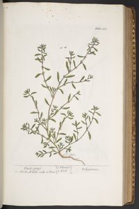 Tavola 315, da 