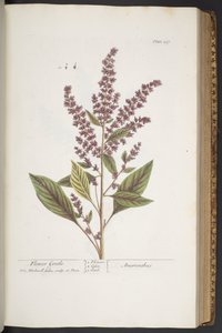 Tavola 317, Fiore Gentile, o Amaranto, da 