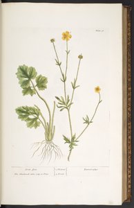 Tavola 31, Piede di Corvo, da 