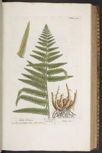 Tavola 323, da 