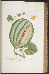 Tavola 329, da 