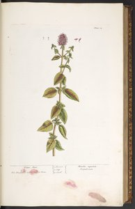 Tavola 32, Menta d