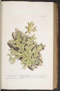 Tavola 335, da 