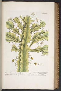 Tavola 339, da 