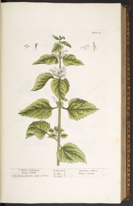 Tavola 33, Ortica bianca, da 