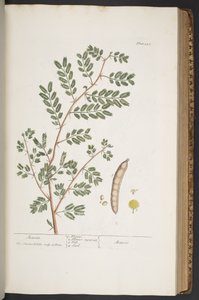 Tavola 345, da 
