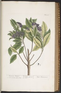 Tavola 355, da 
