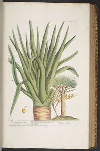Tavola 358, da 