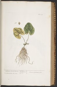 Tavola 359, da 