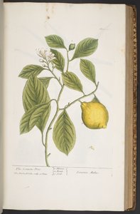 Tavola 362, da 