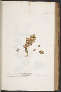 Tavola 371, da 