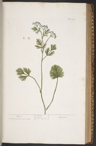 Tavola 374, da 