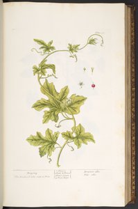 Tavola 37, Bryonia, da 