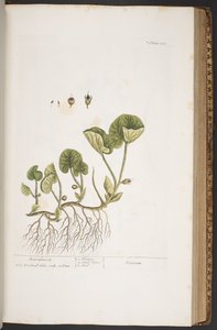Tavola 383, da 
