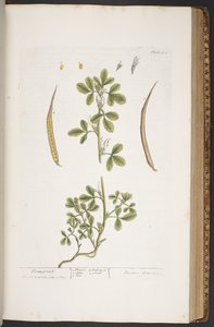 Tavola 384, da 